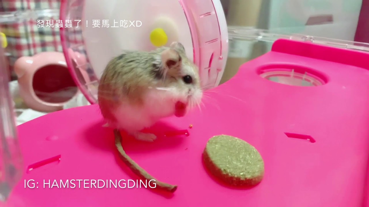Hamsterdingding．新成員!!!又是老公公鼠？【小福養傷DAY1】可憐的小福(請看到最後)．倉鼠．小露寶．小路寶．老公公鼠