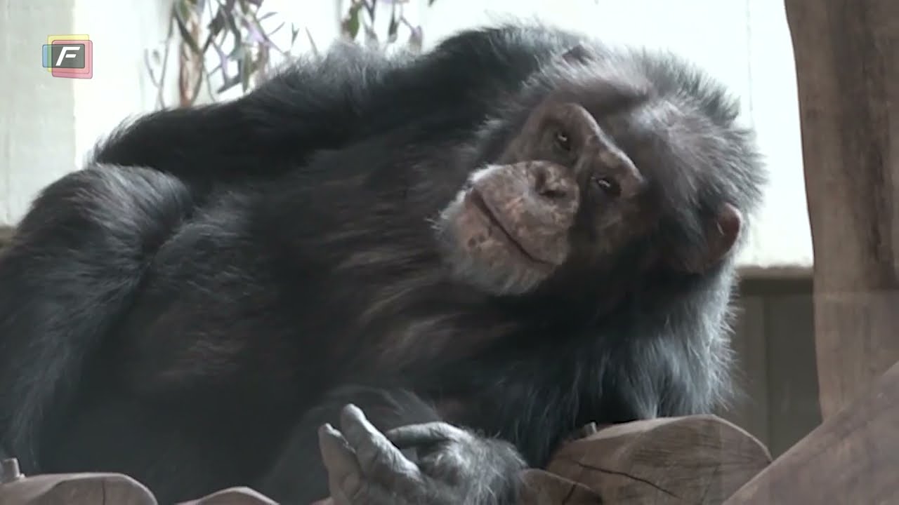 Chimpanse-anlæg maj 2025