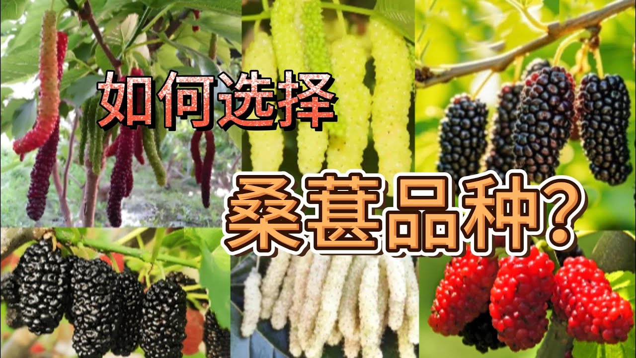 如何选择桑葚树品种？