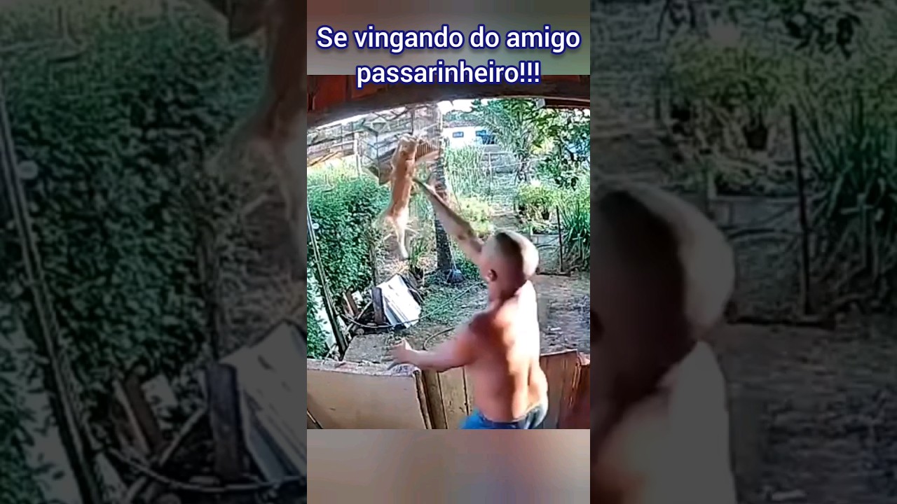 Se vingando do amigo passarinheiro folgado!!! #coleiro #trincaferro
