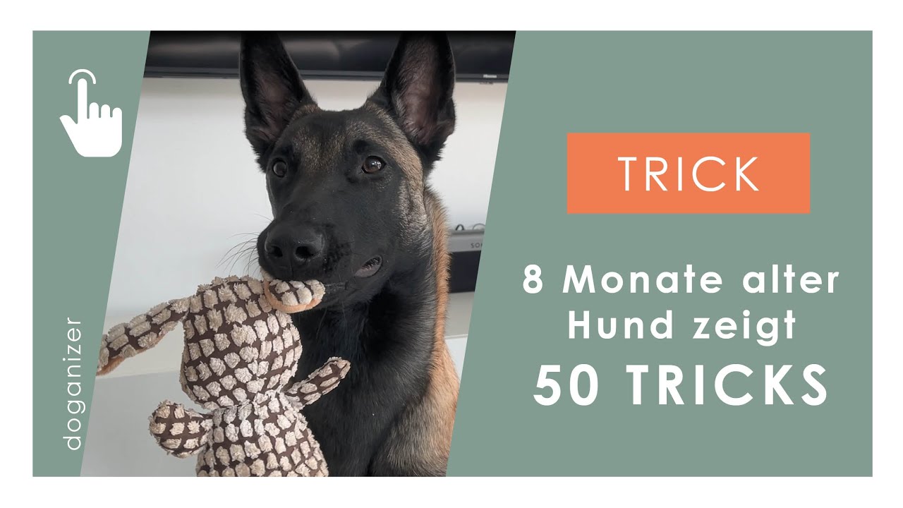 Trickdog | 8 Monate alter Hund zeigt 50 Tricks | Malinois Welpe