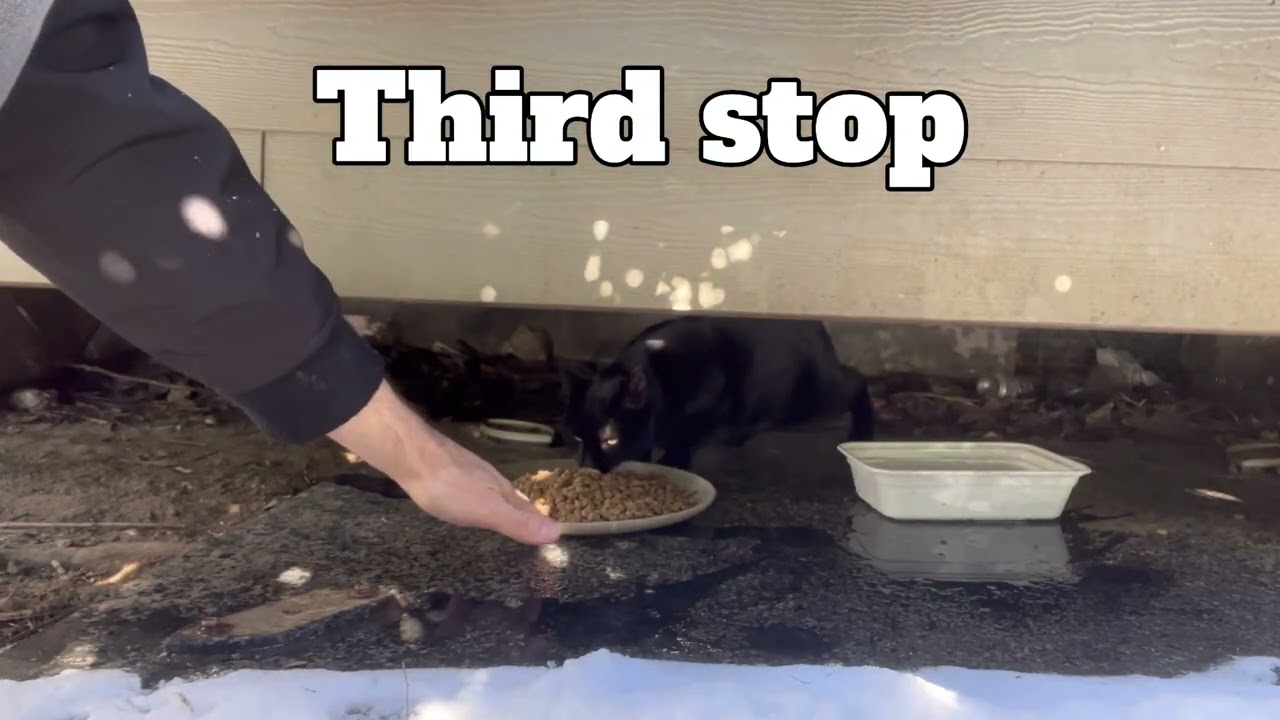 Snowpocalypse feeding! - Week 2