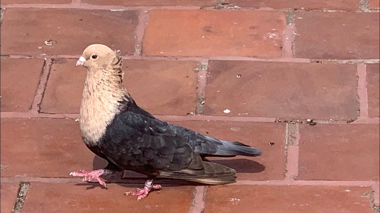 Subhash Pigeon Breeding pair for sale ( boss pigeon) Rare pigeon