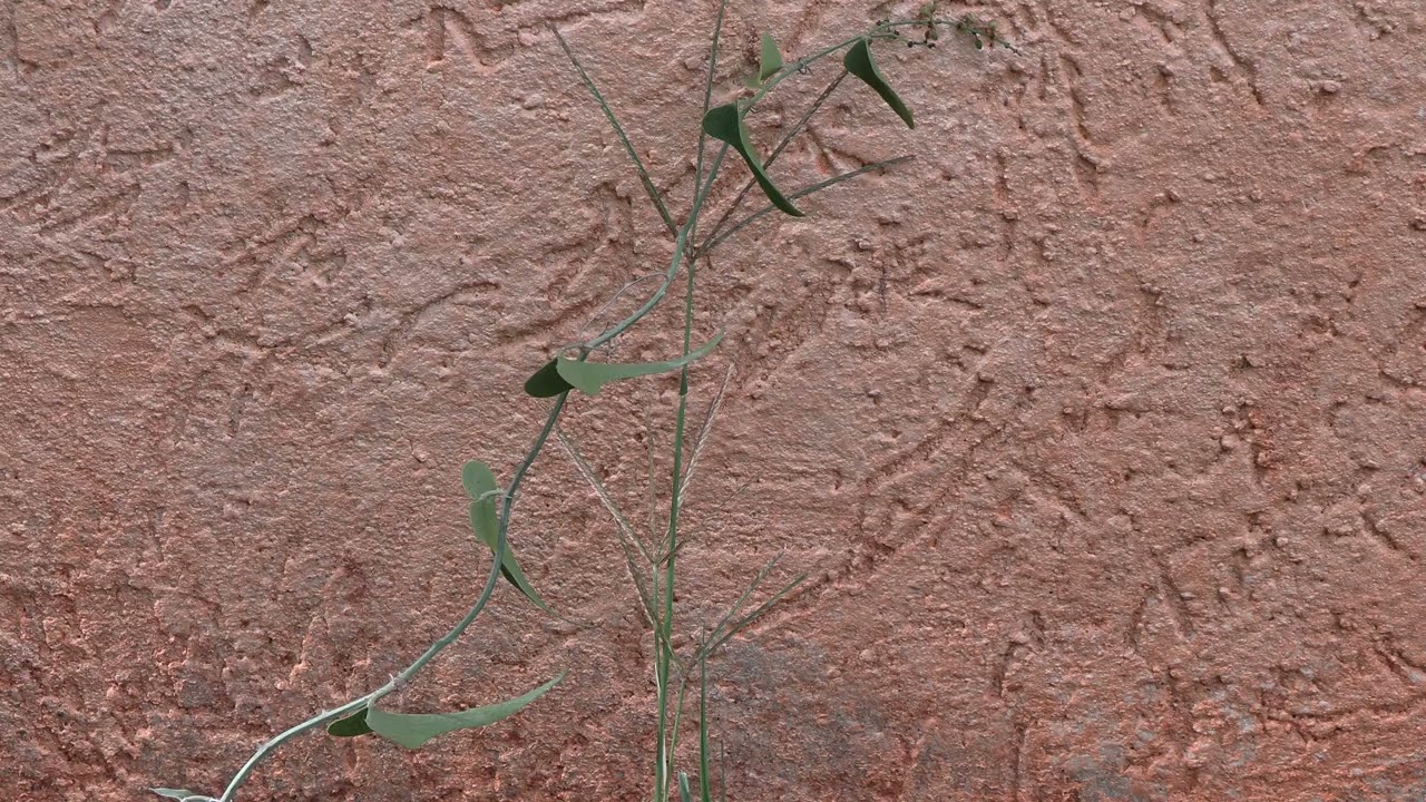 קיסוסית קוצנית