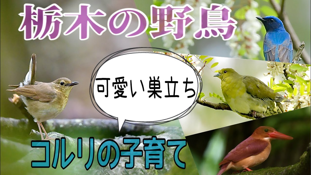 栃木の野鳥 コルリの子育て