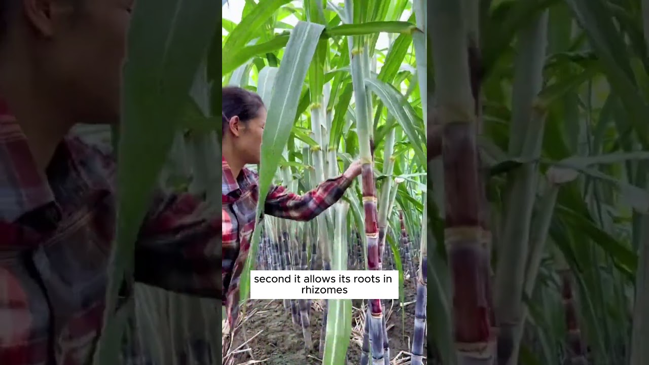 Why do we need to remove leaves of sugarcane? #shorts #plantingtips
