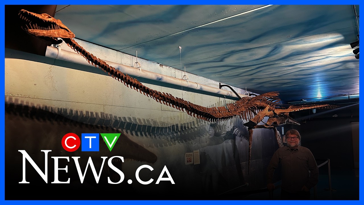 30-foot, 80-million-year-old Styxosaurus species being reconstructed in Manitoba