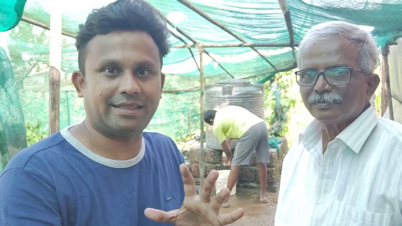 काळीमिरी साठी गोकृपा अमृता का व कसे बनवतात ? Kalimiri black Pepper