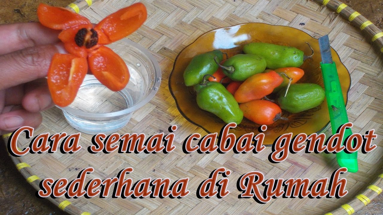 cara semai cabe gendot agar cepat besar dan berbuah lebat