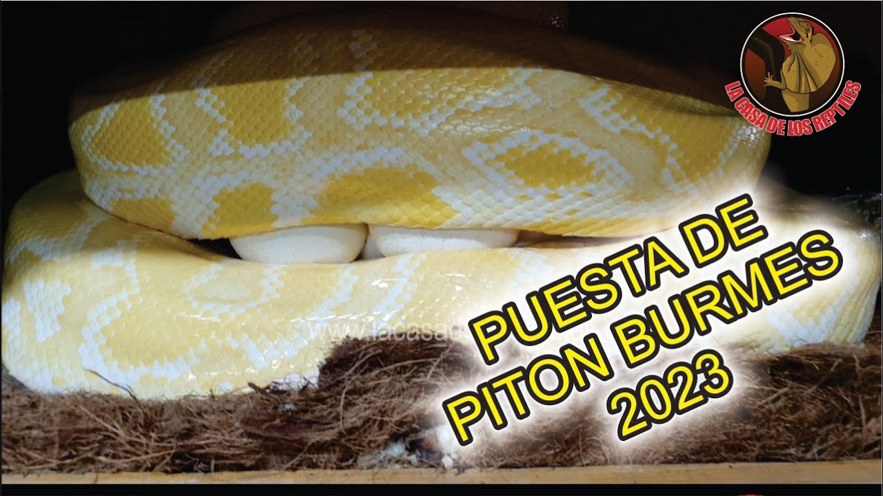 PUESTA DE PITON BURMES ALBINO 2023