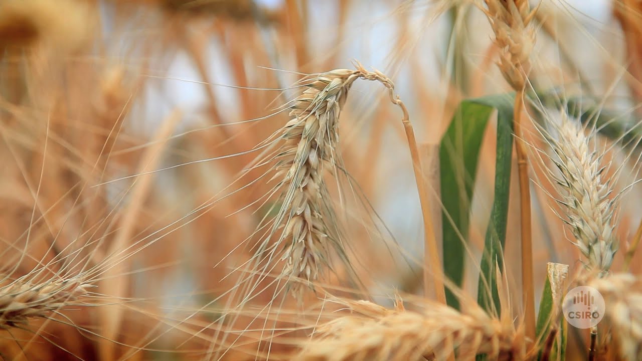 A MAGIC approach to improved wheat quality