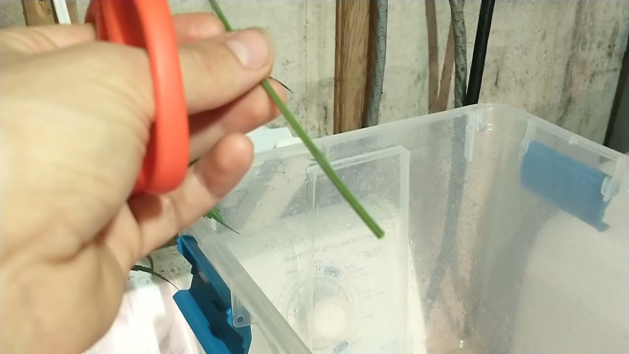 Taking and Sticking Cuttings - Peat Moss Cloning Tutorial for Cannabis