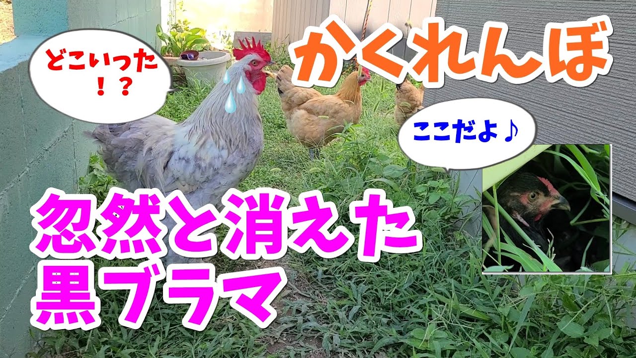 【かくれんぼ】狭くて暗いところが落ち着くにわとり【ブラマ】