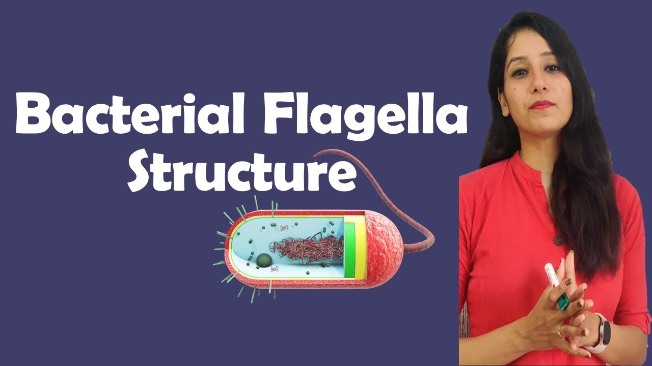 Bacterial Flagella Structure | Microbiology |