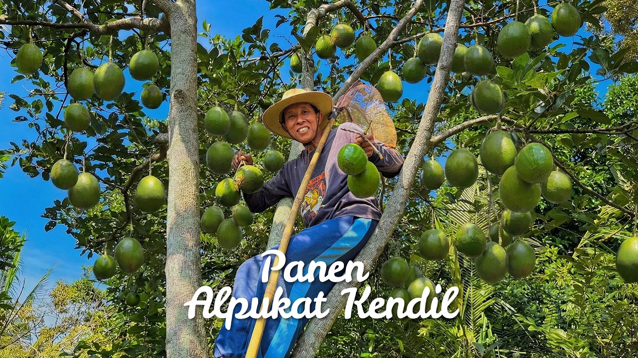 Panen Alpukat Kendil di Kebun | Bikin Pudding Alpukat Coklat, Ayam Tepung, Tumis Sawi, Sup Brokoli