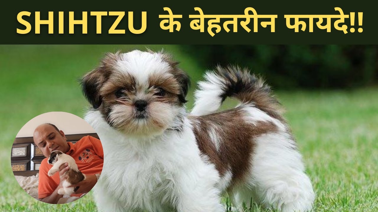 Shih Tzu Puppy Dog (Small Dog Breed) | THINGS YOU SHOULD KNOW BEFORE GETTING A DOG