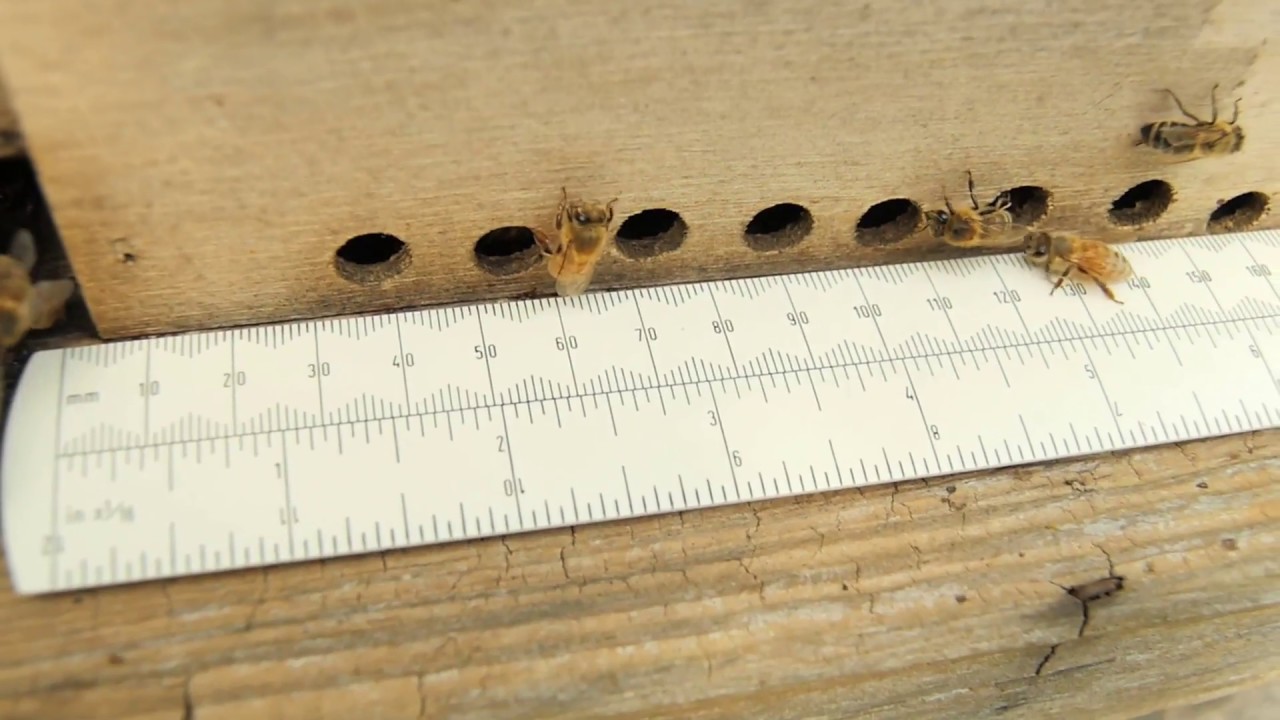Carniolan, Russian, and Italian Honey Bee Queens' Offspring