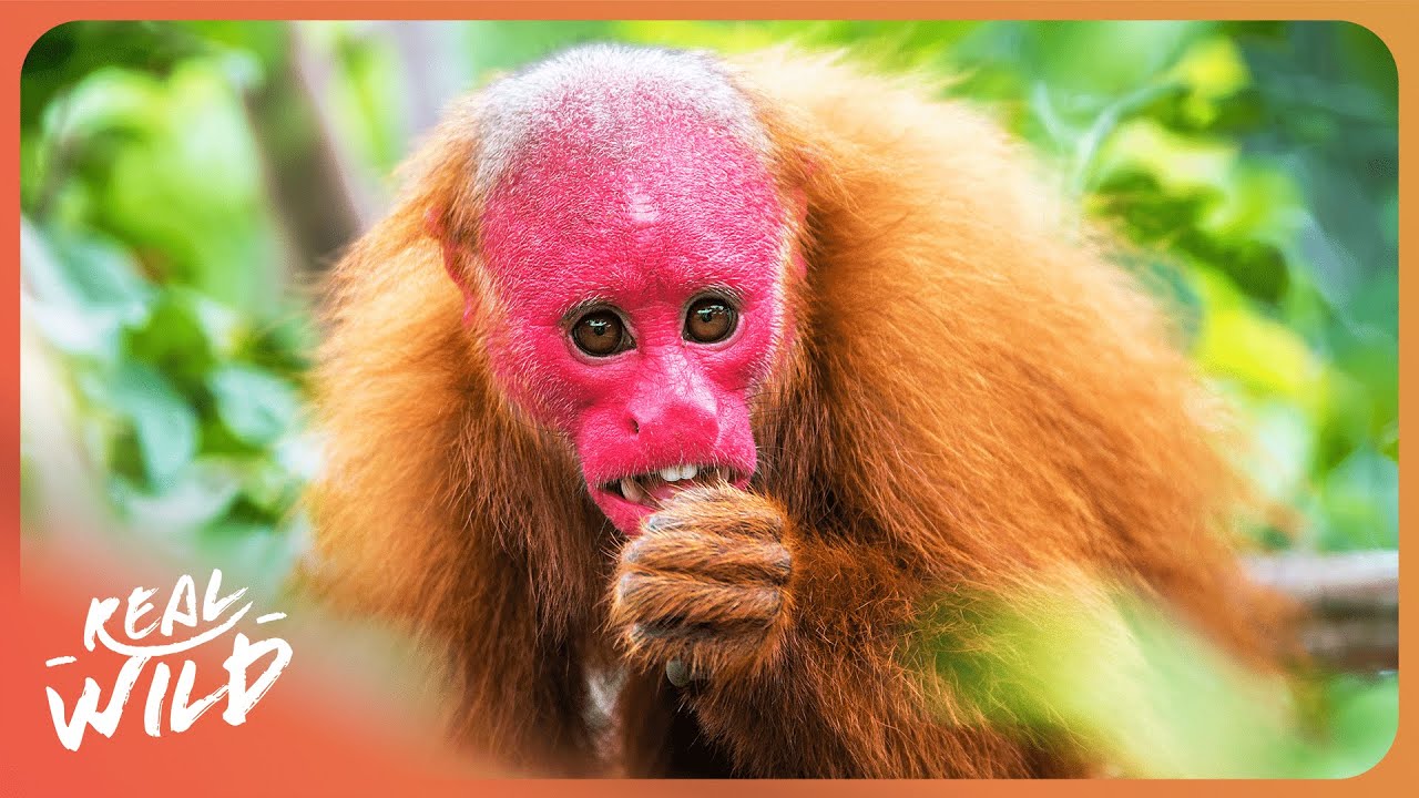 Tracking the Elusive Uakari Monkey in the Amazon Rainforest