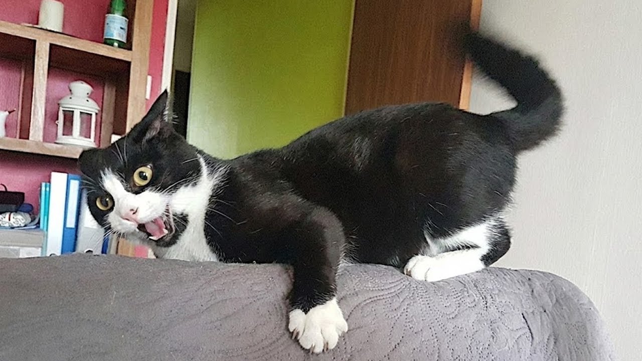 Tuxedo Cat Behavior