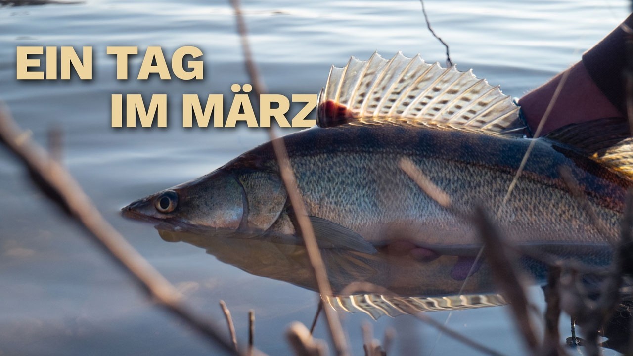 Zanderangeln im Rhein. Auf der Suche am großen Fluss 🎣
