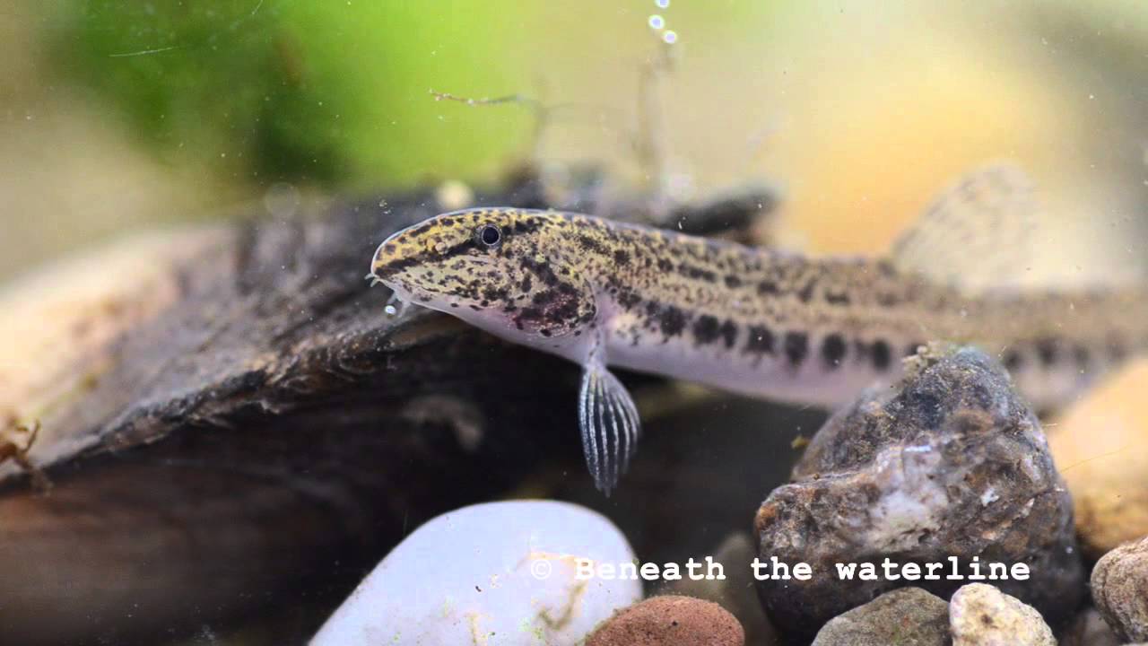 Spined Loach (Cobitis taenia) Underwater UK