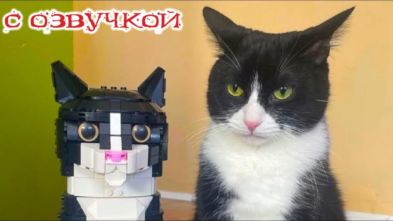 Приколы с котами! Смешные коты и КОШКИ! - С ОЗВУЧКОЙ! Смешные видео с животными!