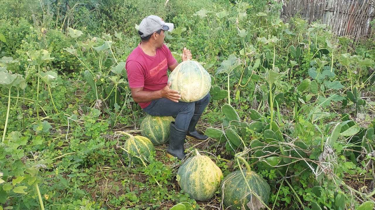 Incrível uma roça de abóbora gigante, muito produtiva no agreste da paraíba #vidanaroça