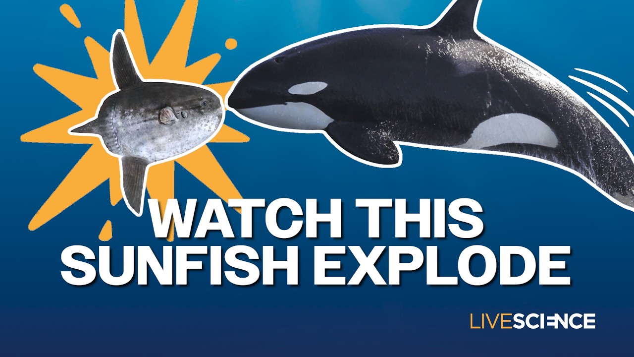 Orca headbutts a sunfish so hard it explodes