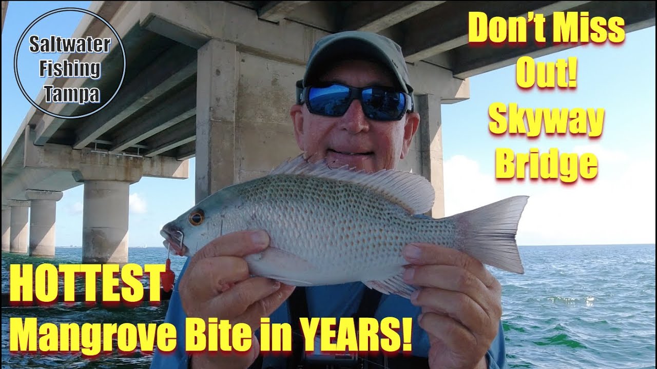 How & Where to Catch Easy Limits of BIG Mangrove Snapper @ Skyway Bridge & Tampa Bay Fishing Piers.