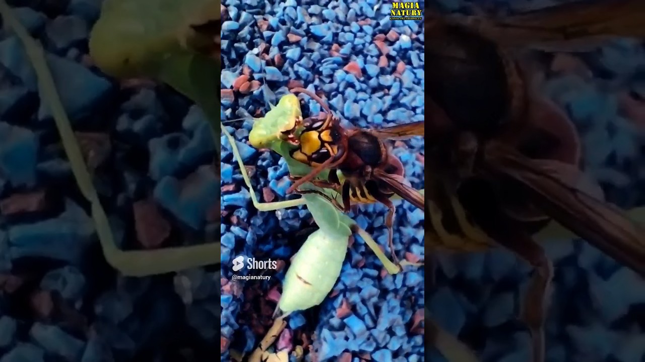 Modliszka VS Szerszeń