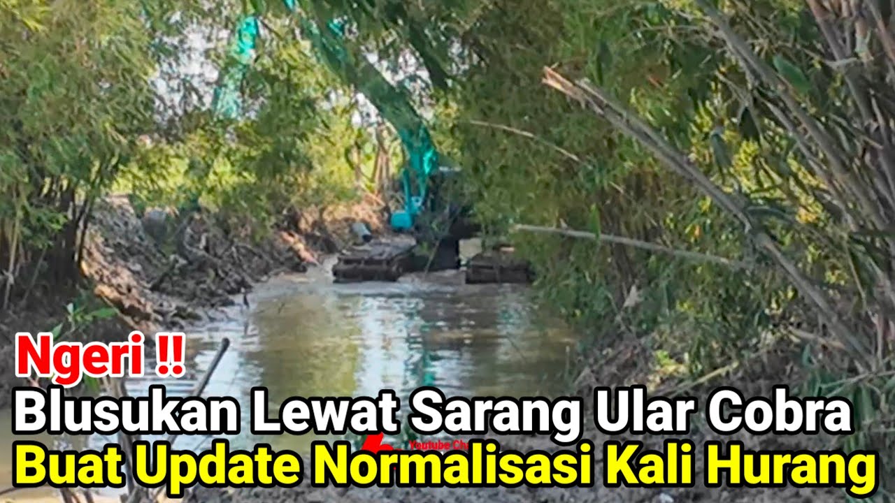 Ngeri‼️Blusukan Lewat Sarang Ular Cobra Buat Update Normalisasi Kali Hurang