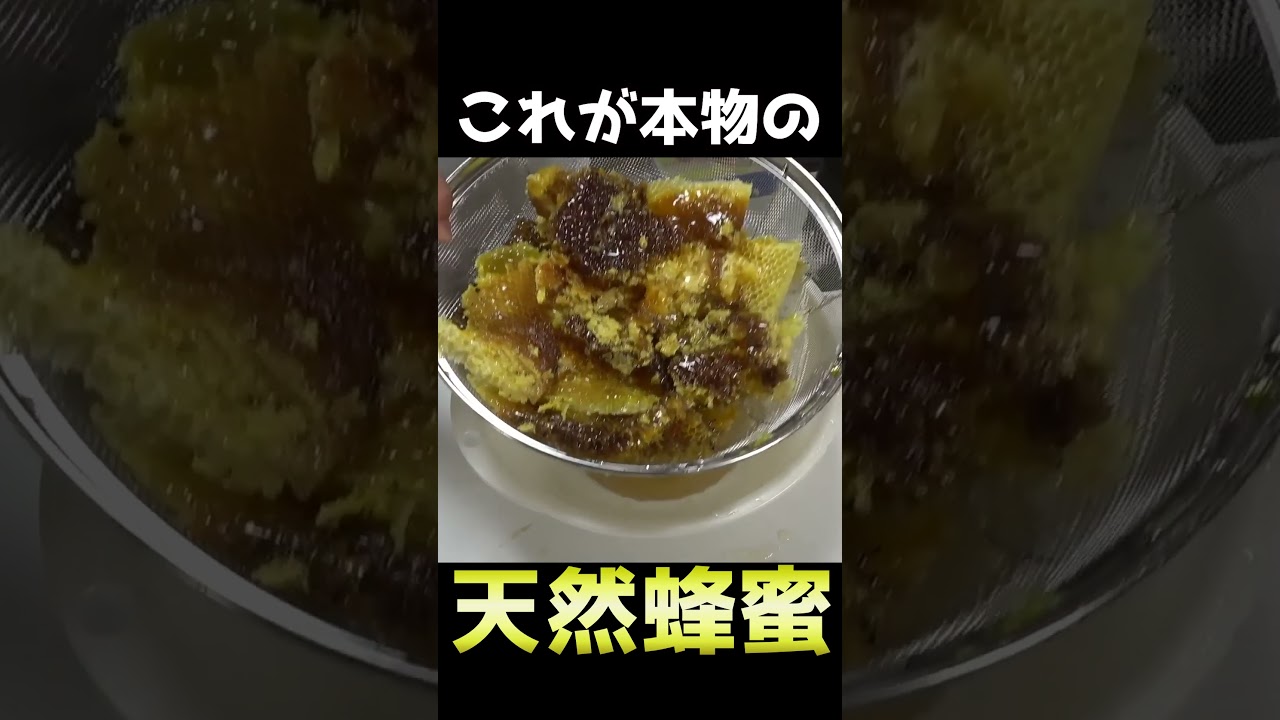 【蜂蜜採取】大量のミツバチがいる巣から蜂蜜を採取してコーヒーに入れた結果... #shorts