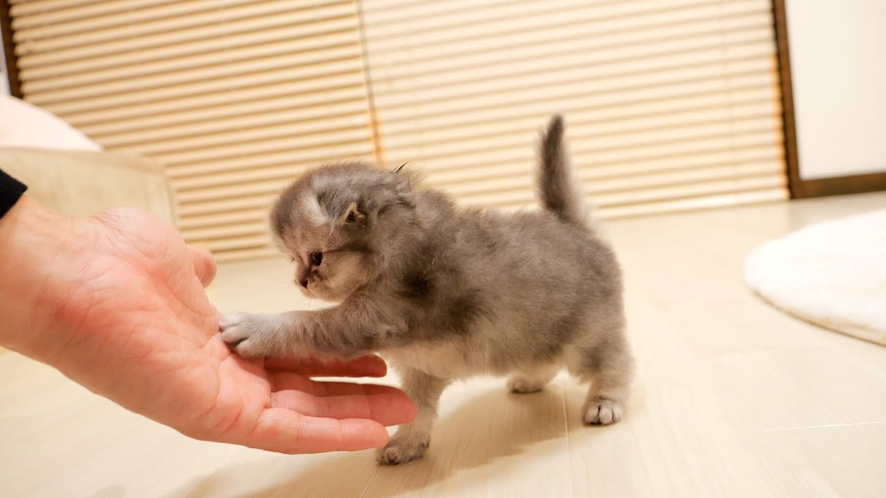 Котенок наконец-то научился пожимать руки! Этот котенок такой милый!