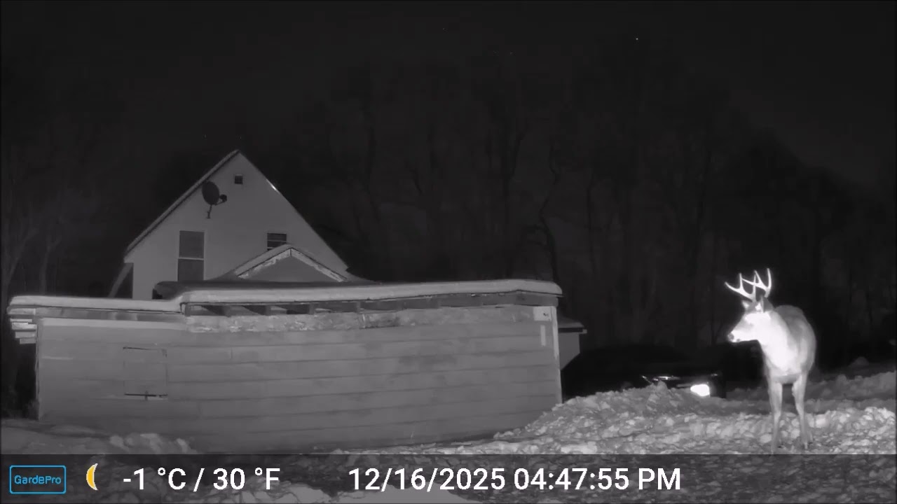 ASMR - Maine Highlands CritterCam.  Derby Hill Deer Soup Kitchen 12/16/25 B