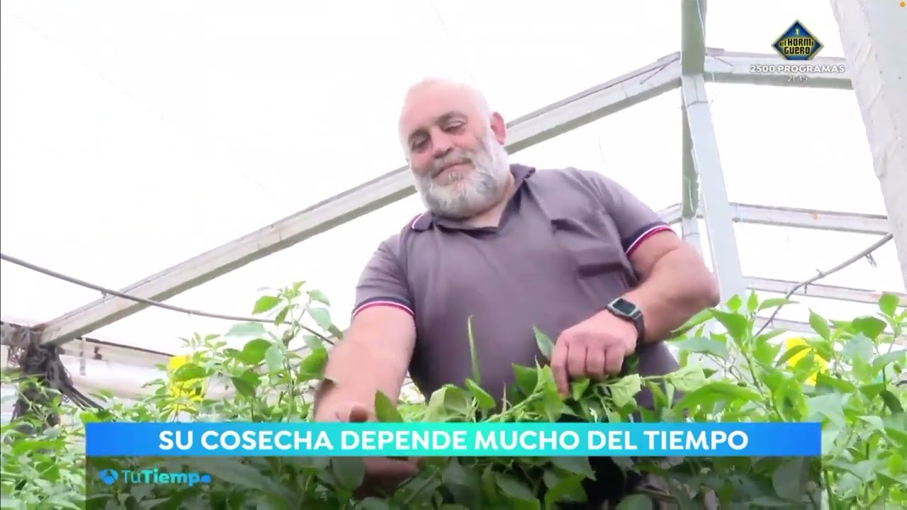 El misterio de los los pimientos de Padrón ¿Por qué unos pican y otros no?