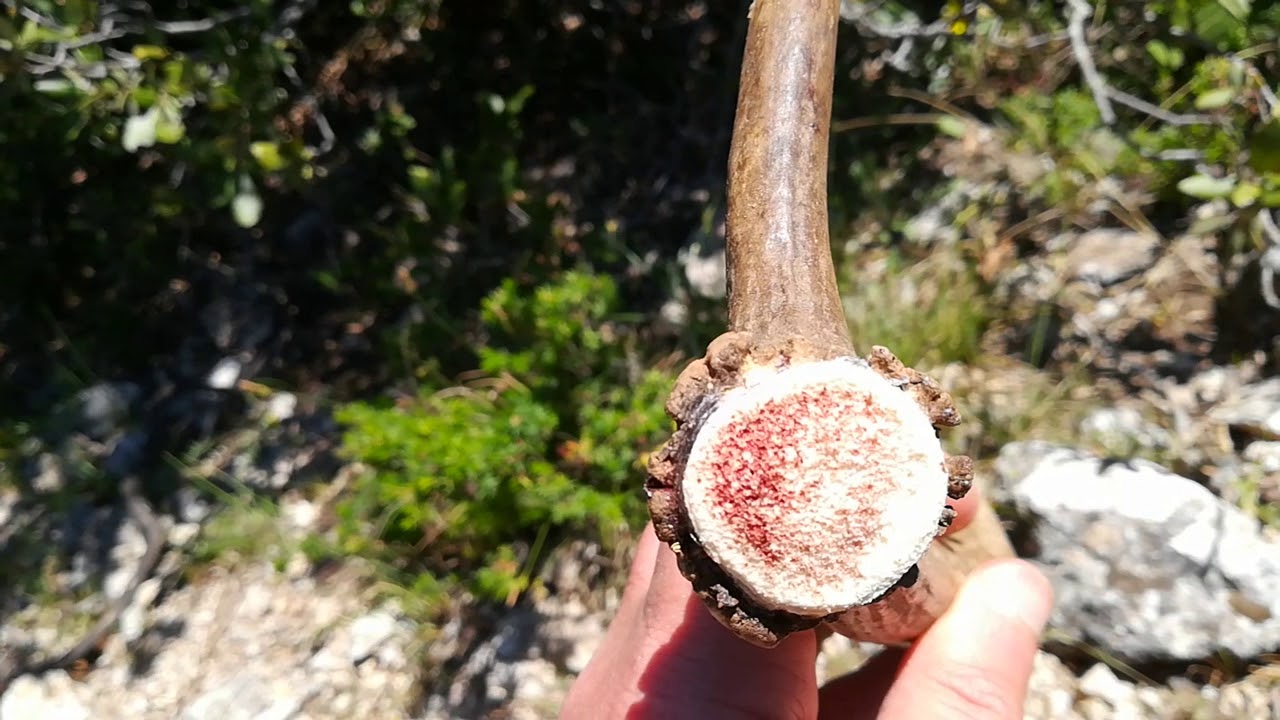 Red deer shed antler