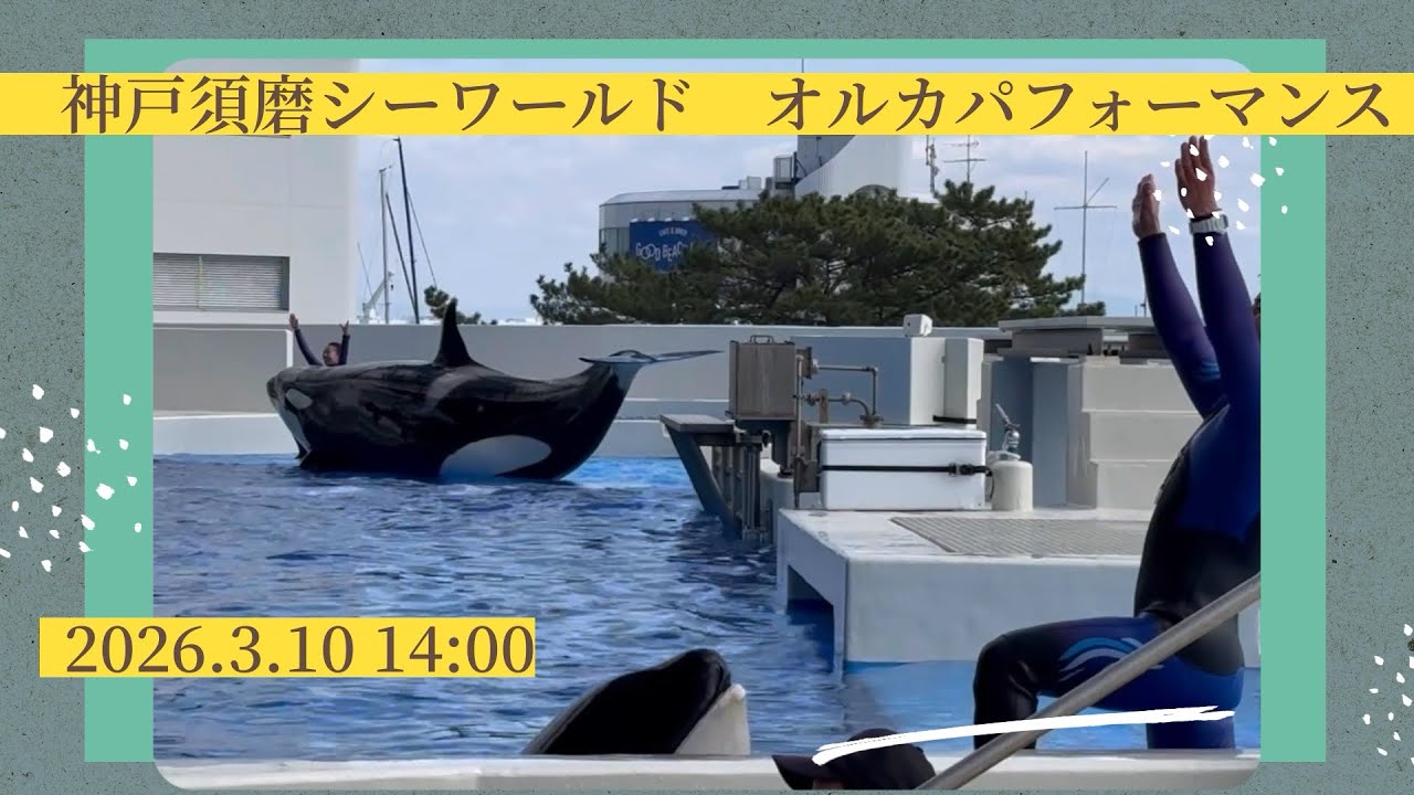 神戸須磨シーワールド　オルカパフォーマンス　2026.3.10 14:00