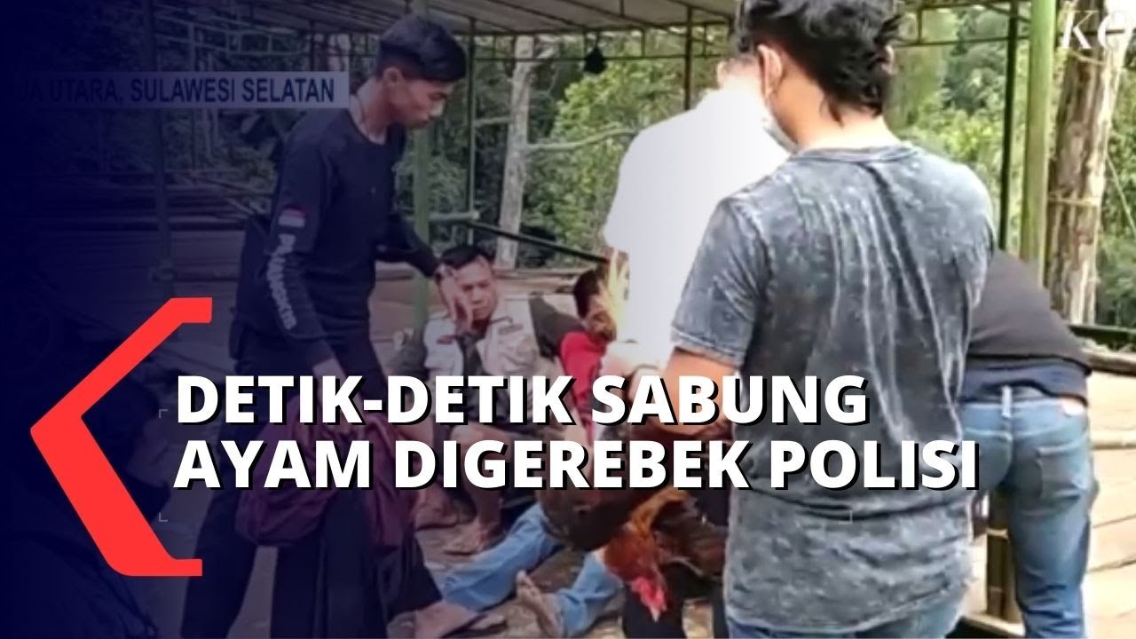 Kocar-kacir saat Polisi Gerebek Praktik Sabung Ayam di Toraja Utara