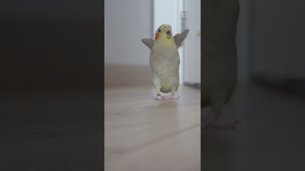 Cockatiel FIGHT During LAYING EGGS 😃 Cockatiel Bird | Cockatiel | Parrot #Shorts