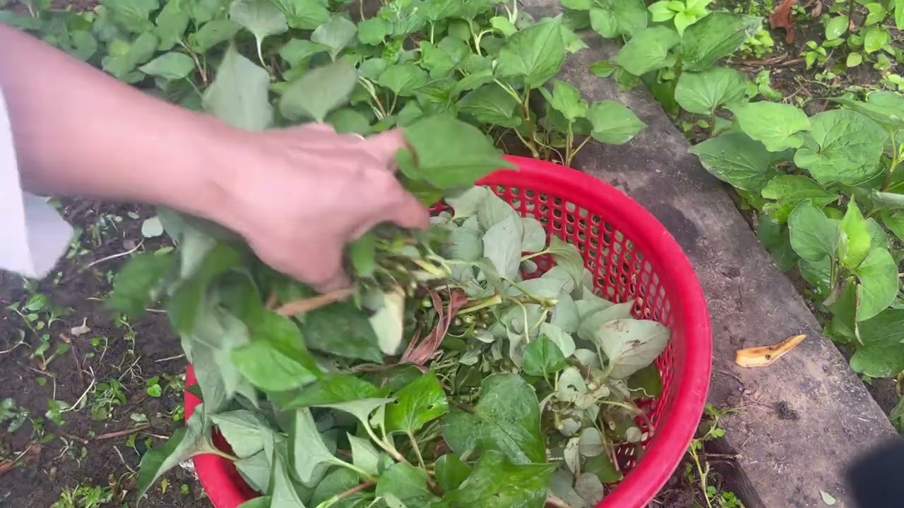 Thu hoạch rau diếp cá. #HBotcuocsongnongthon