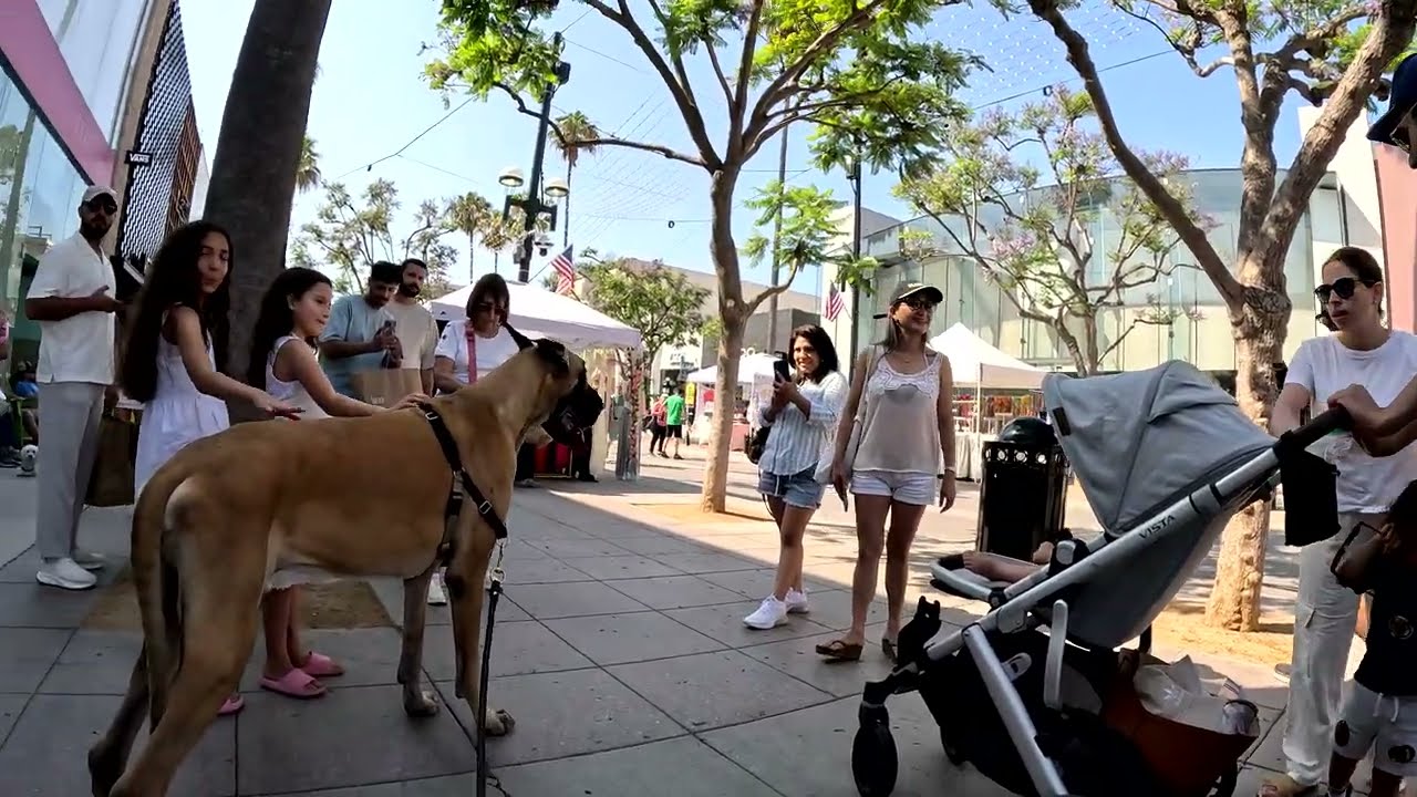 Cash 2.0 Great Dane meeting new people in Santa Monica 149
