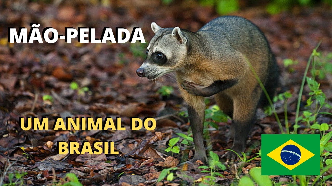 MÃO-PELADA! POR QUE ESSE NOME? É TAMBÉM CONHECIDO COMO GUAXINIM. COMO VIVE ESSE MISTERIOSO ANIMAL?