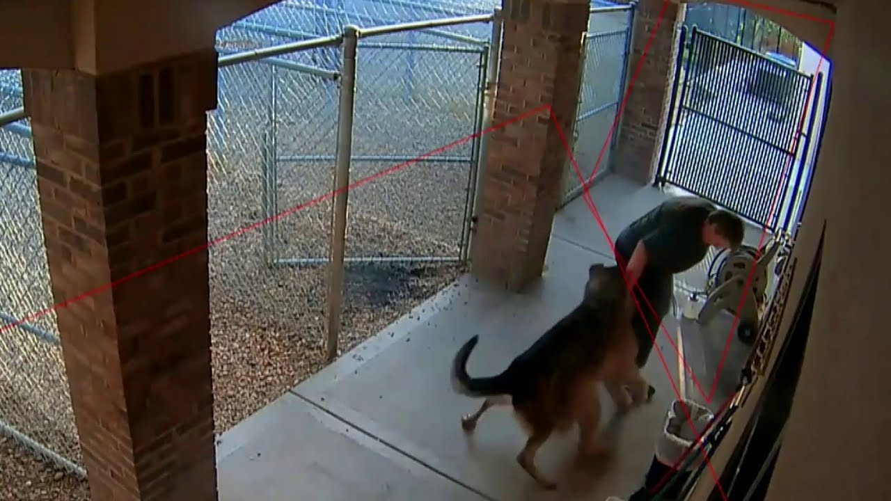 K-9 attacks golden doodle at vet