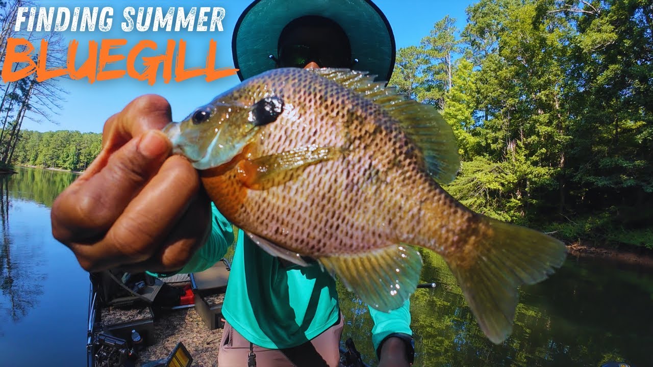BACK TO THE BASICS! Summer Bobber Bluegill Fishing for GOOD ONES!