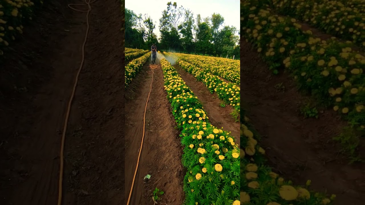 merigold farming