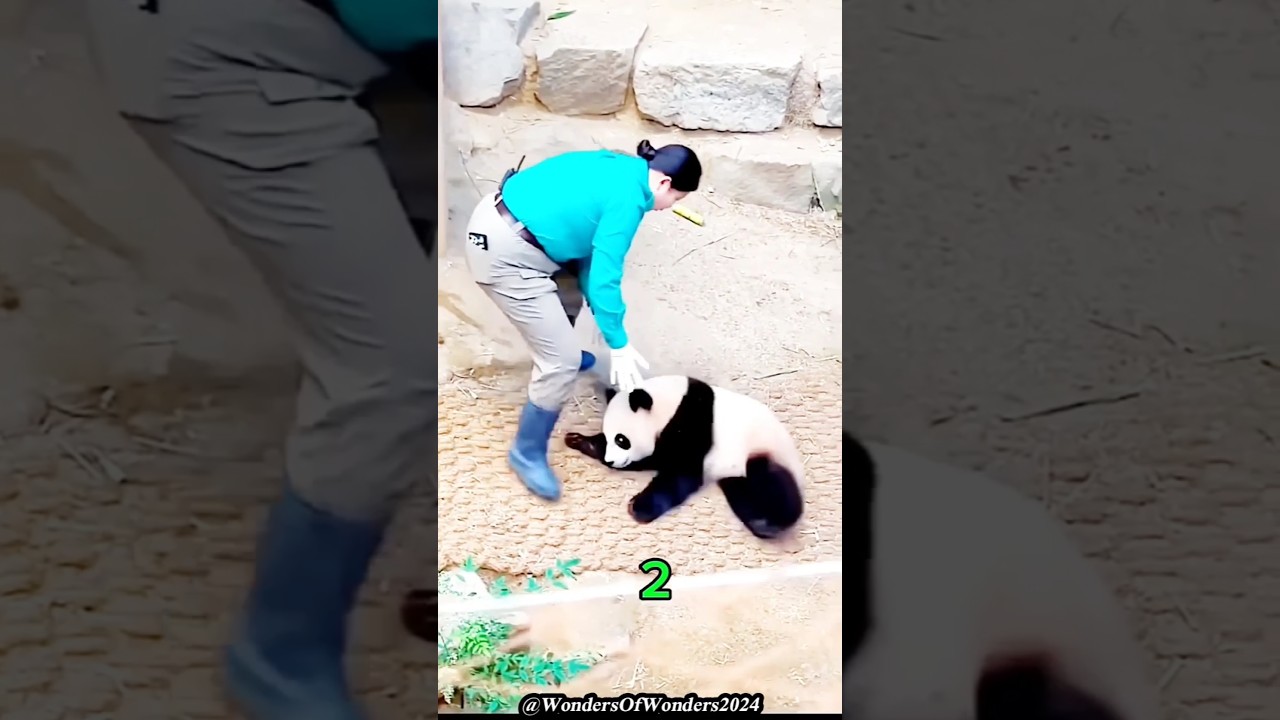 🐼 Giant Pandas 🐼 | The Adorable Creature of Central China (Sichuan, Shaanxi & Gansu Provinces) 🐼