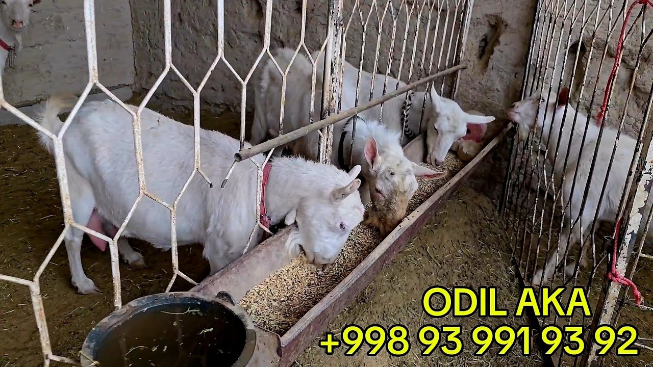 ECHKI SOTILADI SAMARQAND 