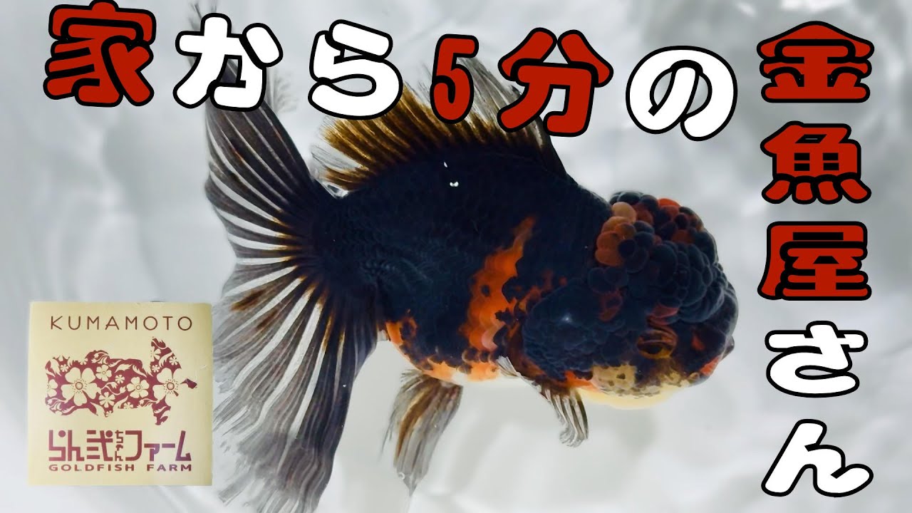 【金魚】今年最後の動画