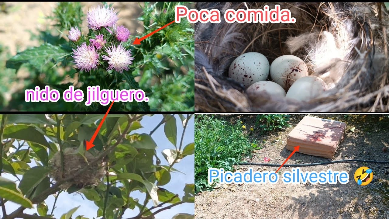 Muchos nidos y picadero silvestre 🤣.