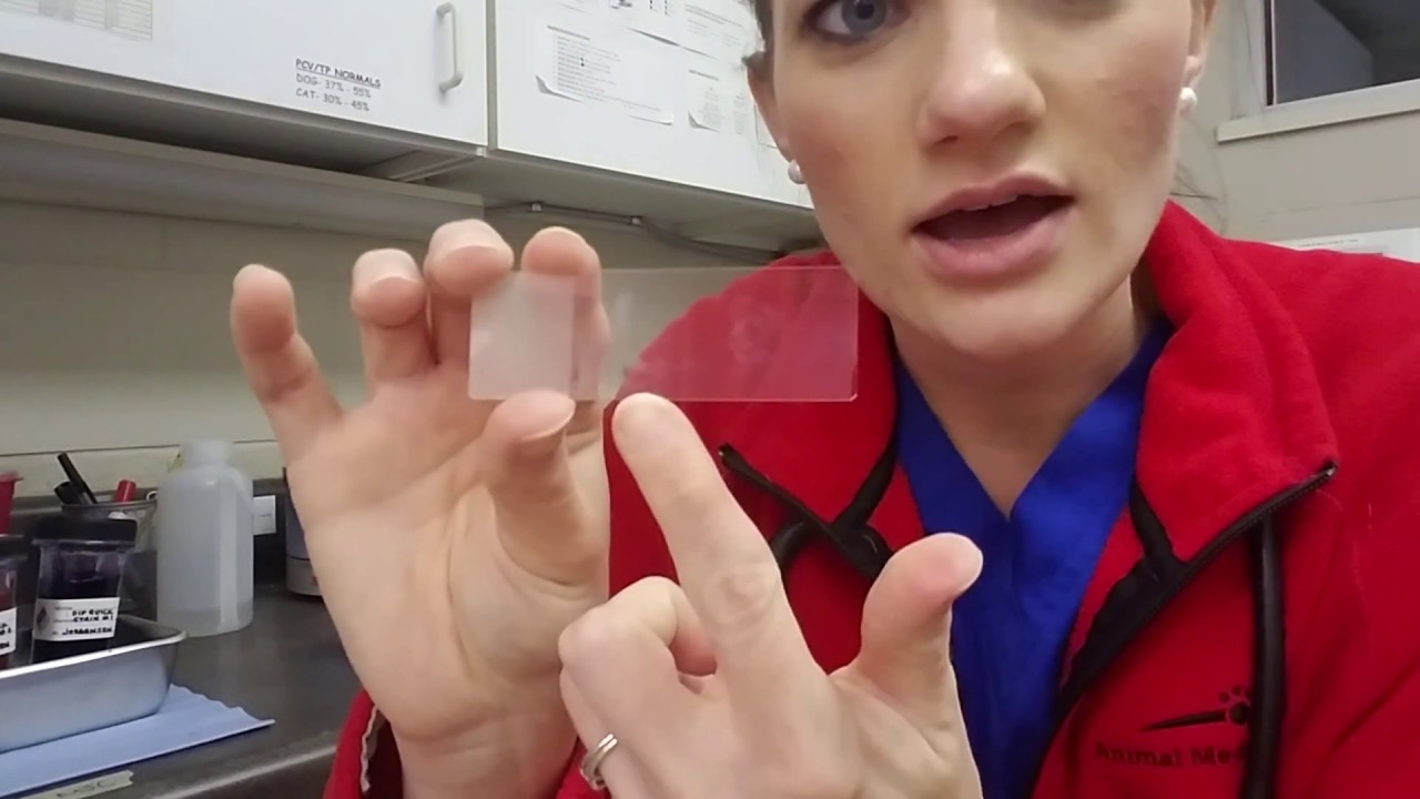 How to Make an Ear Cytology
